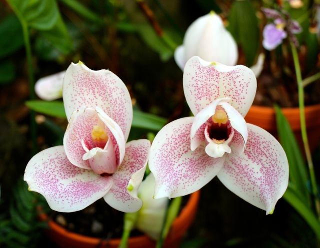 2 of the most lovely orchids. Perhaps ever. I just love looking at them...
